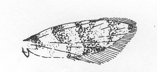 Vleugeltekening van een Eriocranide. Voorvleugel.